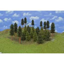 Forest - spruce, pine, 7-17...