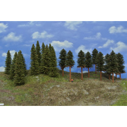 Forest - spruce, pine,...