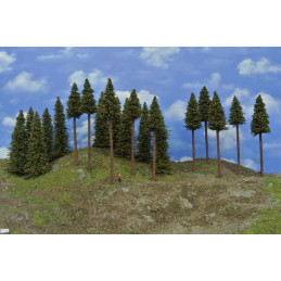 Spruce forest, 11-20cm, 20...