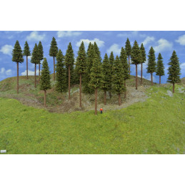 Spruce forest, 14-20cm, 26...