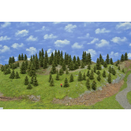 Spruce forest, 3-10cm, 110...