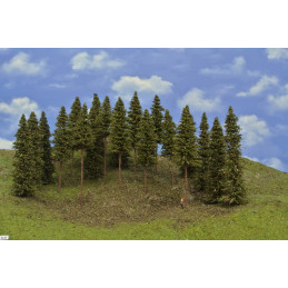 Spruce forest, 14-19cm, 20...