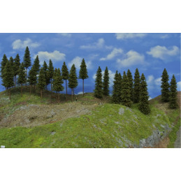 Spruce forest, 12-19cm, 30...