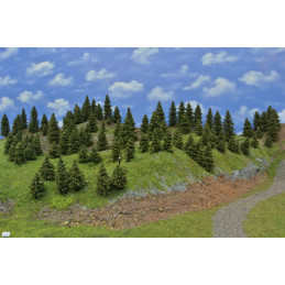 Spruce forest, 3-10cm, 110...