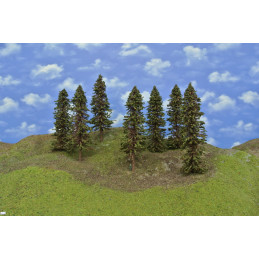 Spruce forest, 23-27cm, 7 pcs.