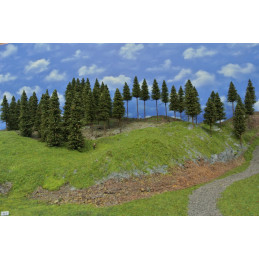 Spruce forest, 12-19cm, 60...