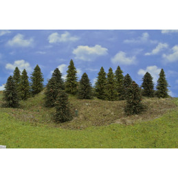 Forest - spruce, pine, 9-12...